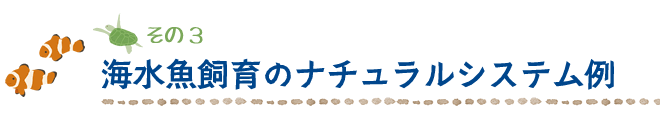 海水魚飼育のナチュラルシステム例